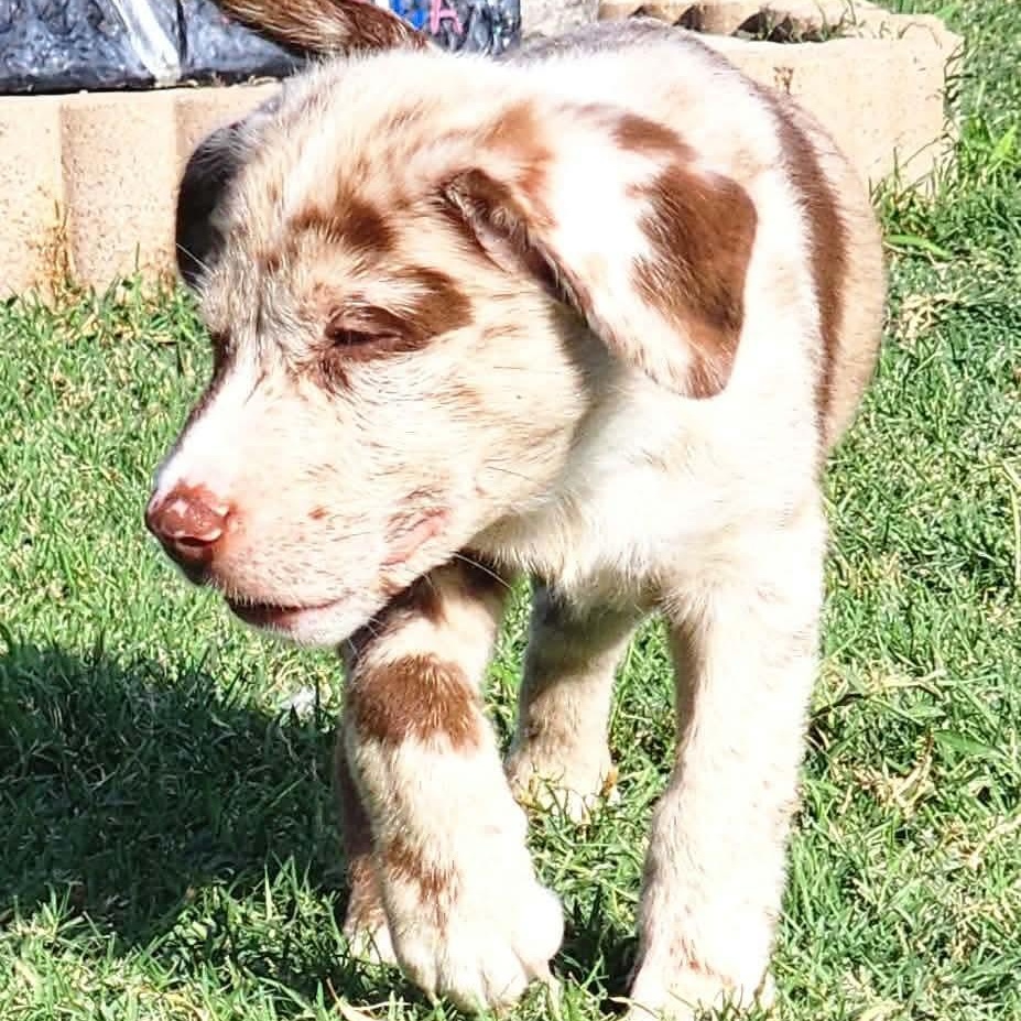 Enlarge Sorbet, a Adopted mixed breed in St Johnsbury, VT image 5/6