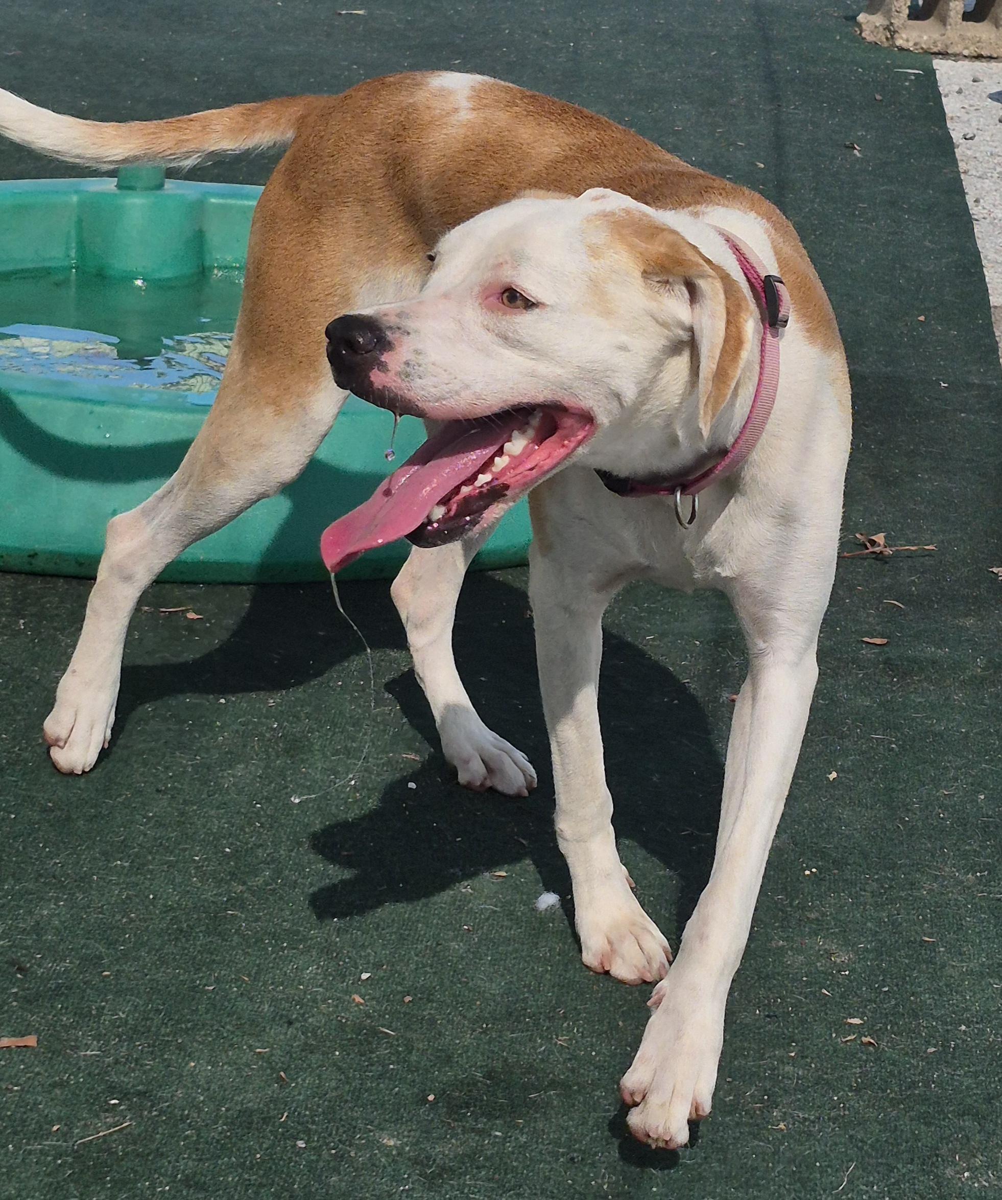 Enlarge Jinny, a Adopted American Foxhound in Winchester, IL image 1/3