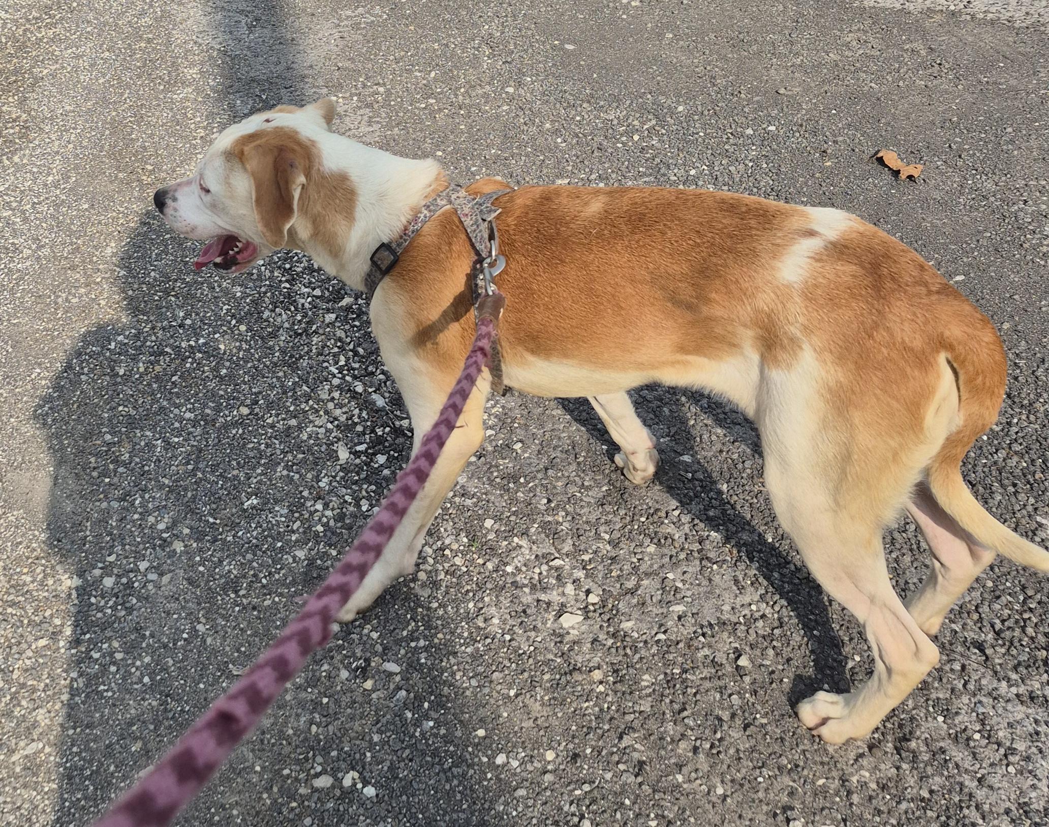 Enlarge Jinny, a Adopted American Foxhound in Winchester, IL image 2/3