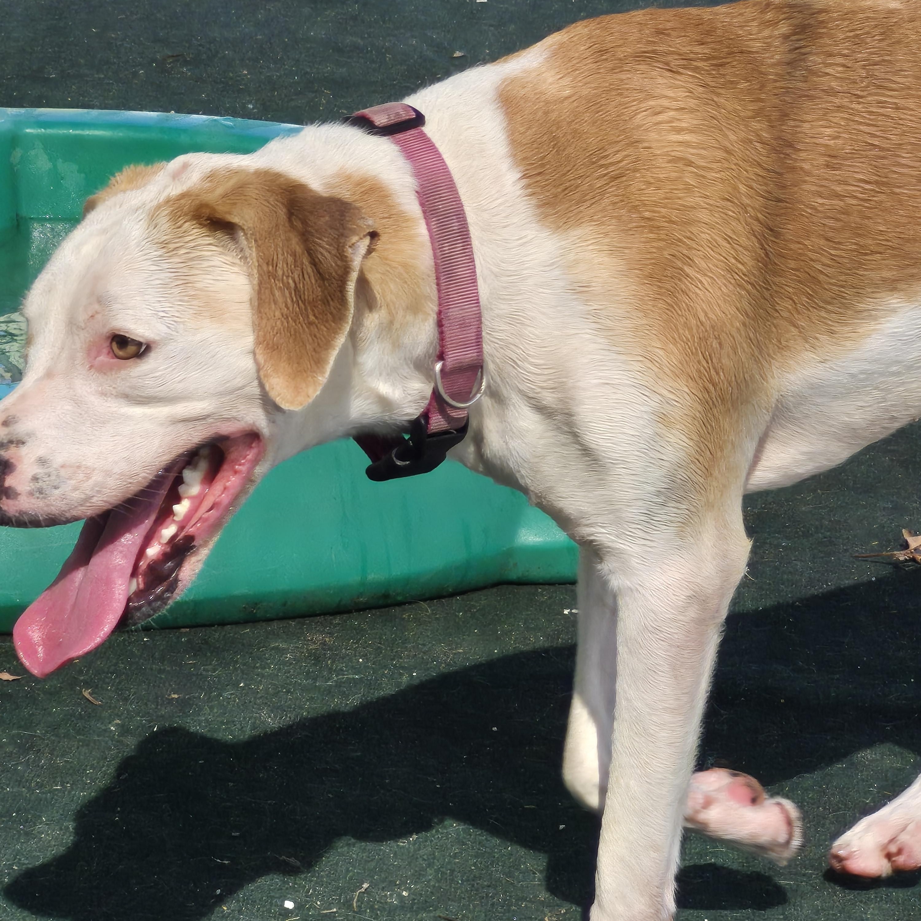 Enlarge Jinny, a Adopted American Foxhound in Winchester, IL image 3/3