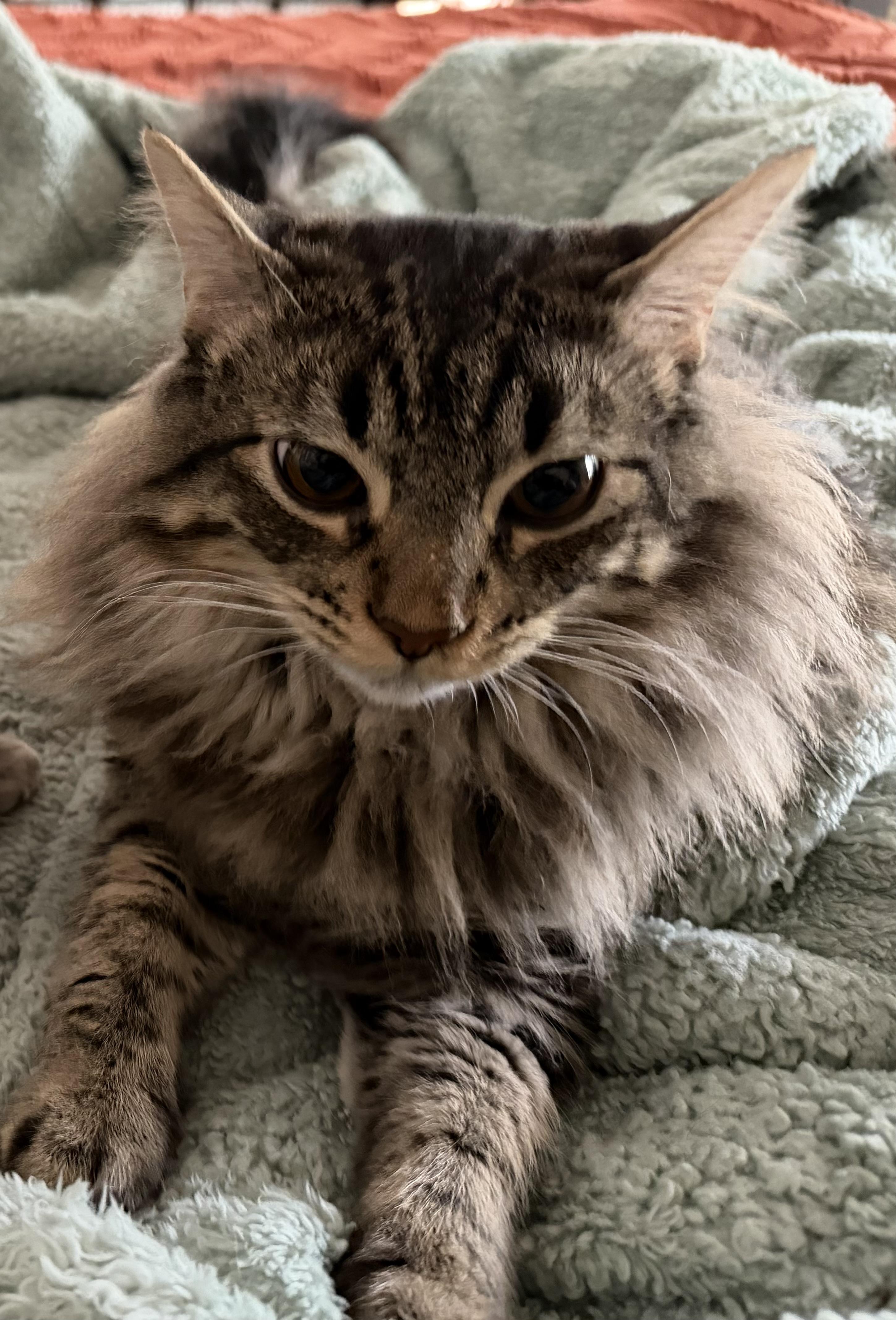 Enlarge Yogi, an adopted Domestic Short Hair in Pflugerville, TX image 1/3