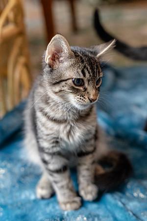 Enlarge Yogi, an adopted Domestic Short Hair in Pflugerville, TX image 2/3