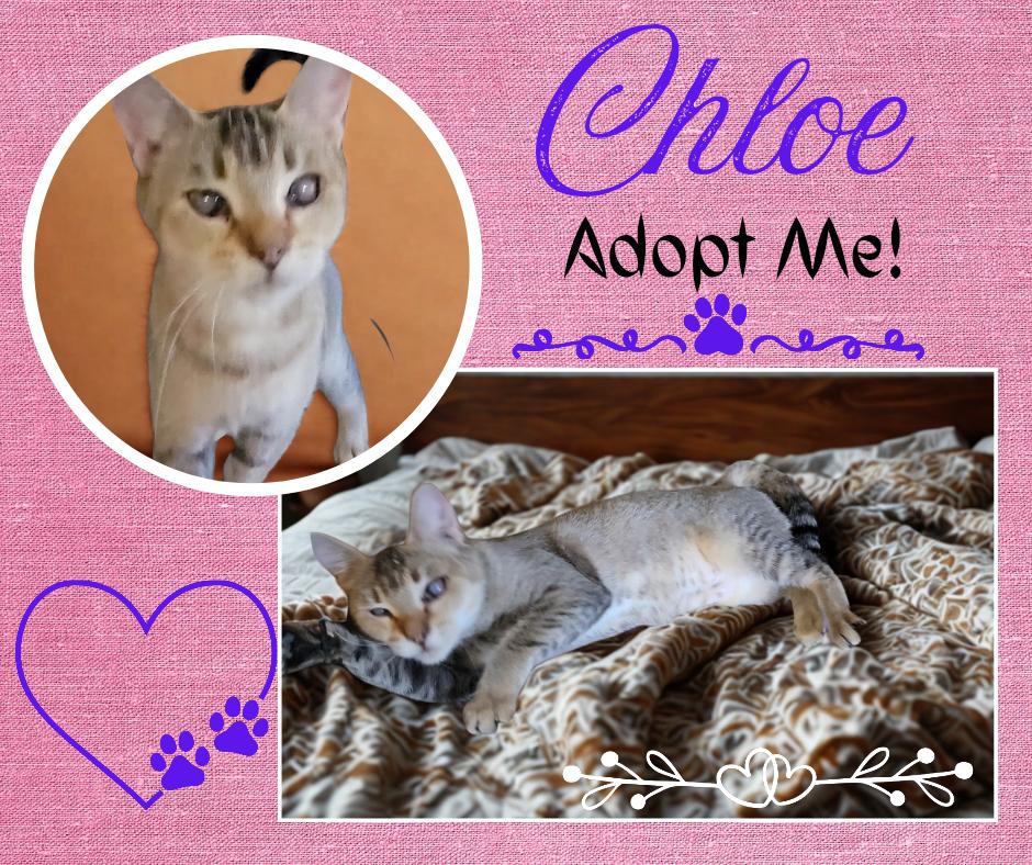 Enlarge Chloe, an adopted American Shorthair in Paris, IL image 1/1