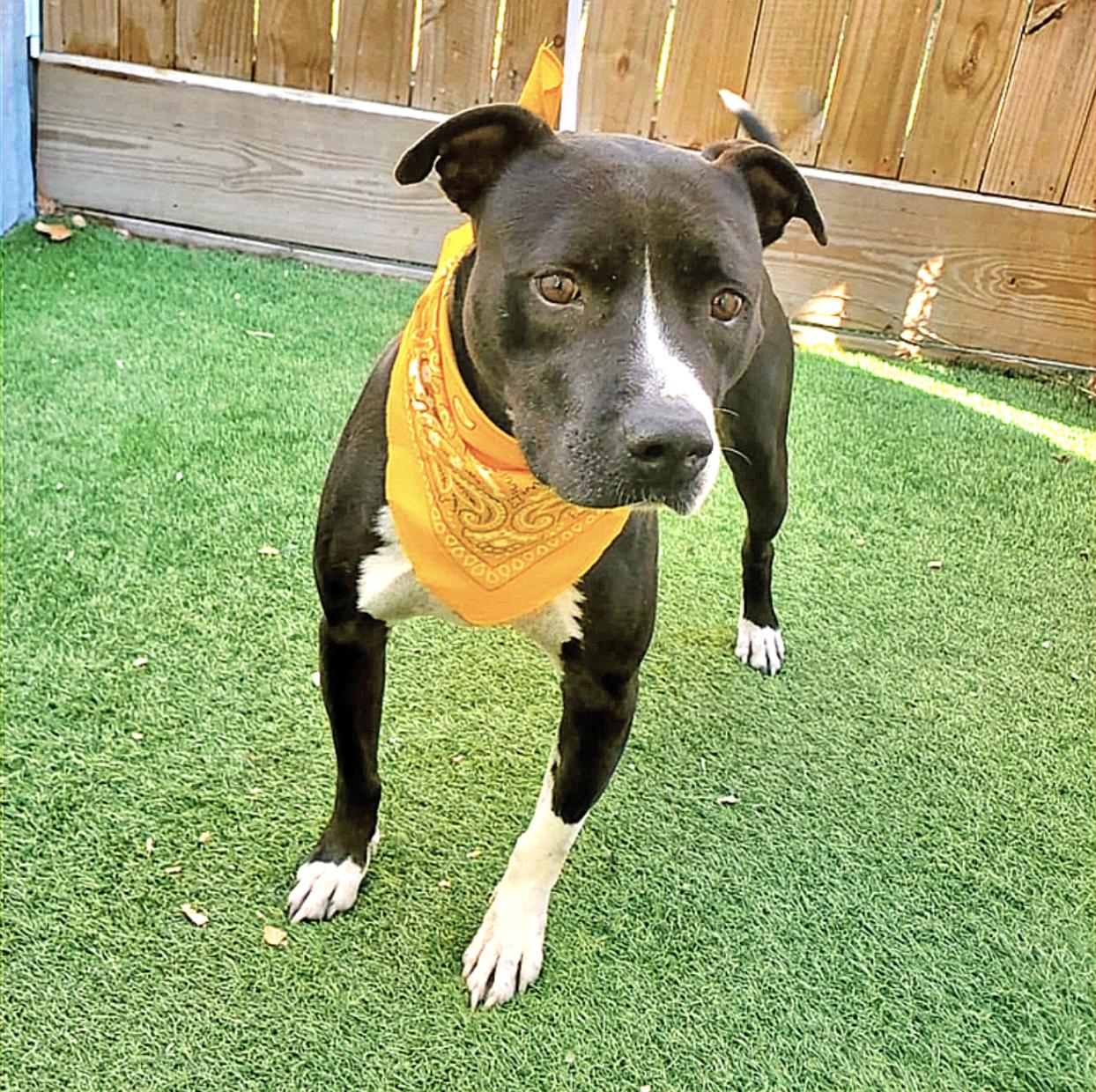 Lala, Young Female American Staffordshire Terrier