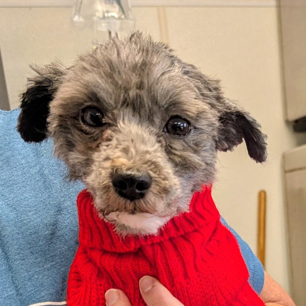 Enlarge Manny, a Adoptable mixed breed in Marysville, OH image 1/1