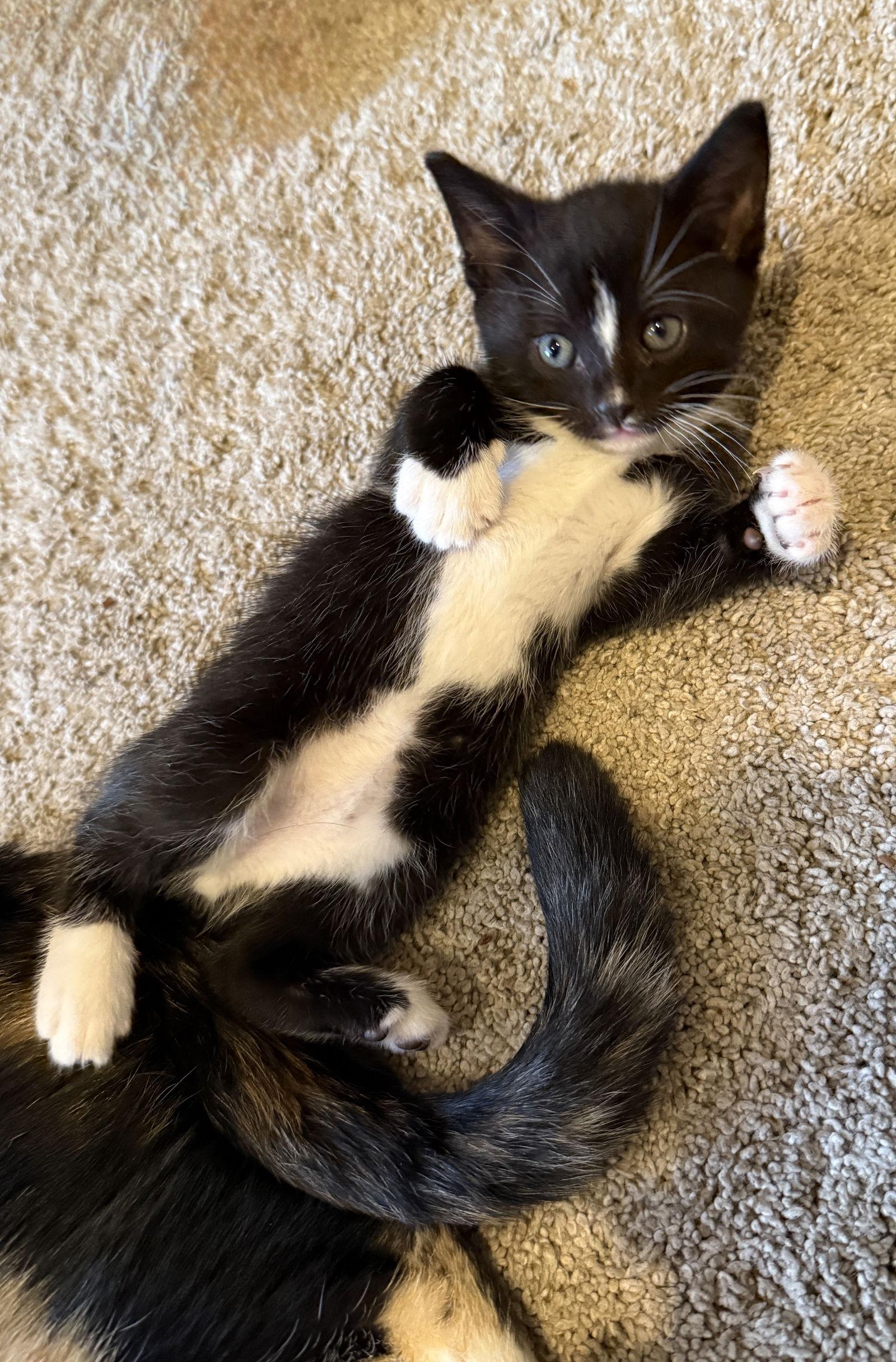 Enlarge Viper, a Adopted Domestic Short Hair in Broomall, PA image 1/3