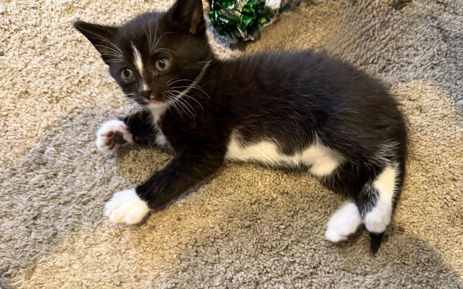 Enlarge Viper, a Adopted Domestic Short Hair in Broomall, PA image 2/3