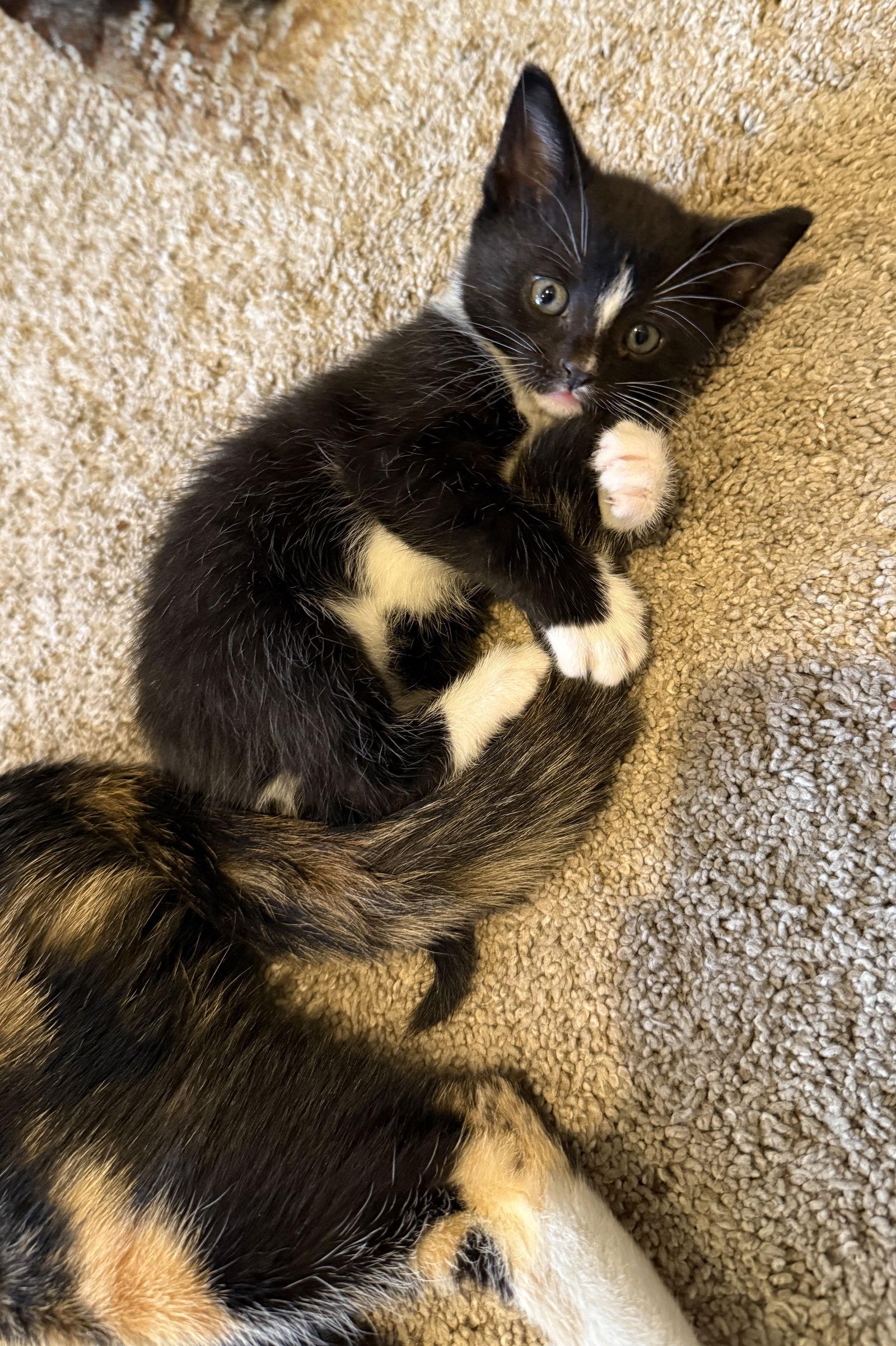 Enlarge Viper, a Adopted Domestic Short Hair in Broomall, PA image 3/3