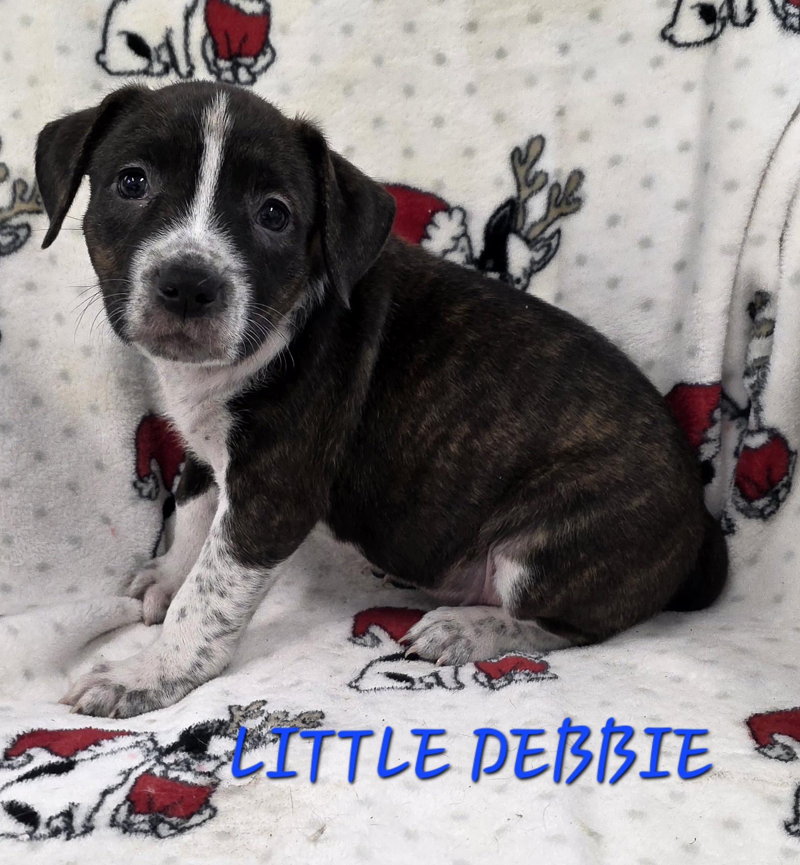 Enlarge Little Debbie, a ADOPTABLE mixed breed in Momence, IL image 1/1