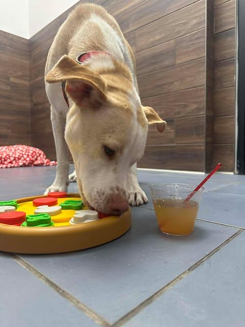 Enlarge Kanga, a Adoptable mixed breed in Brattleboro, VT image 5/6