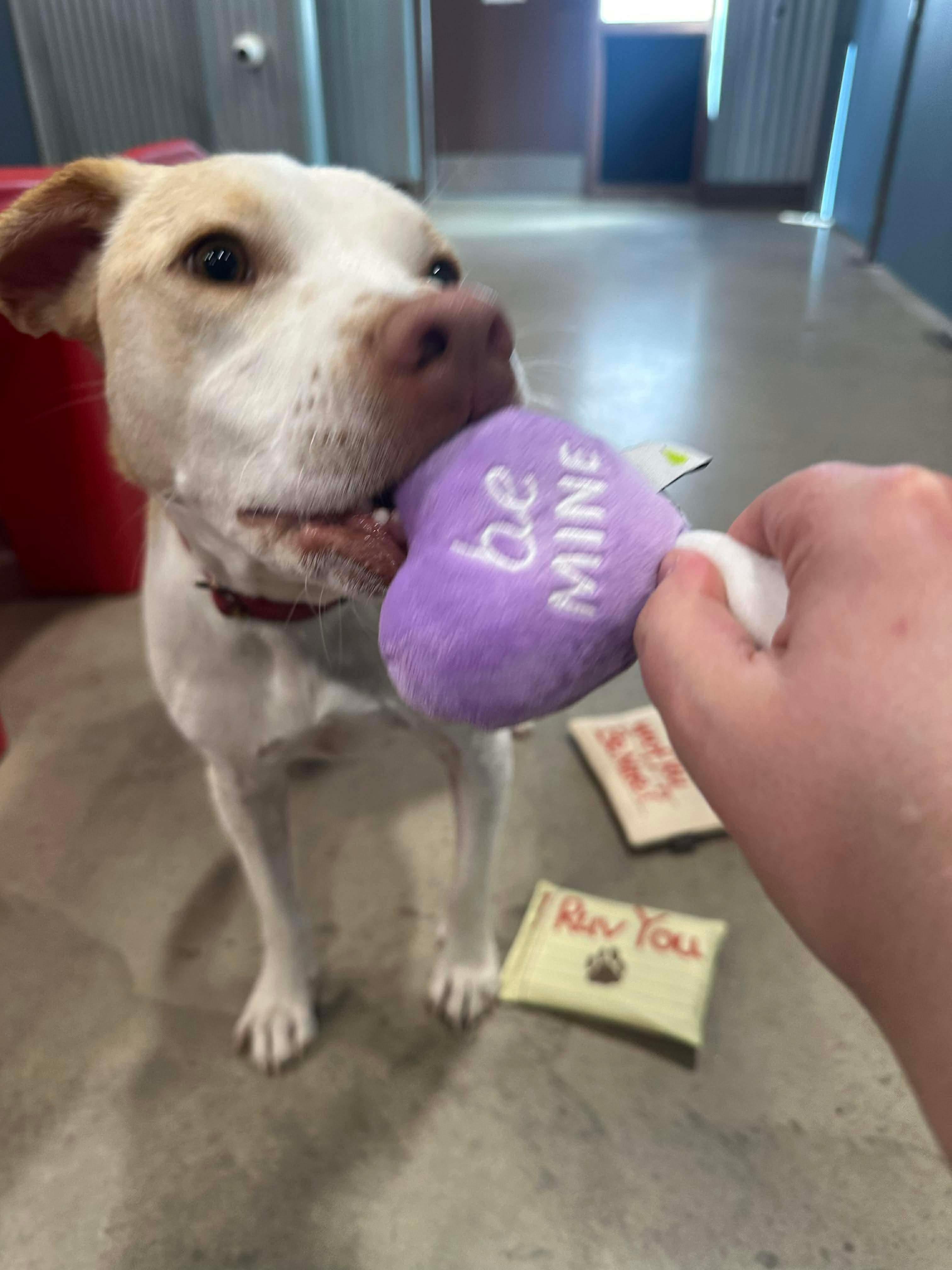Enlarge Kanga, a Adoptable mixed breed in Brattleboro, VT image 3/6