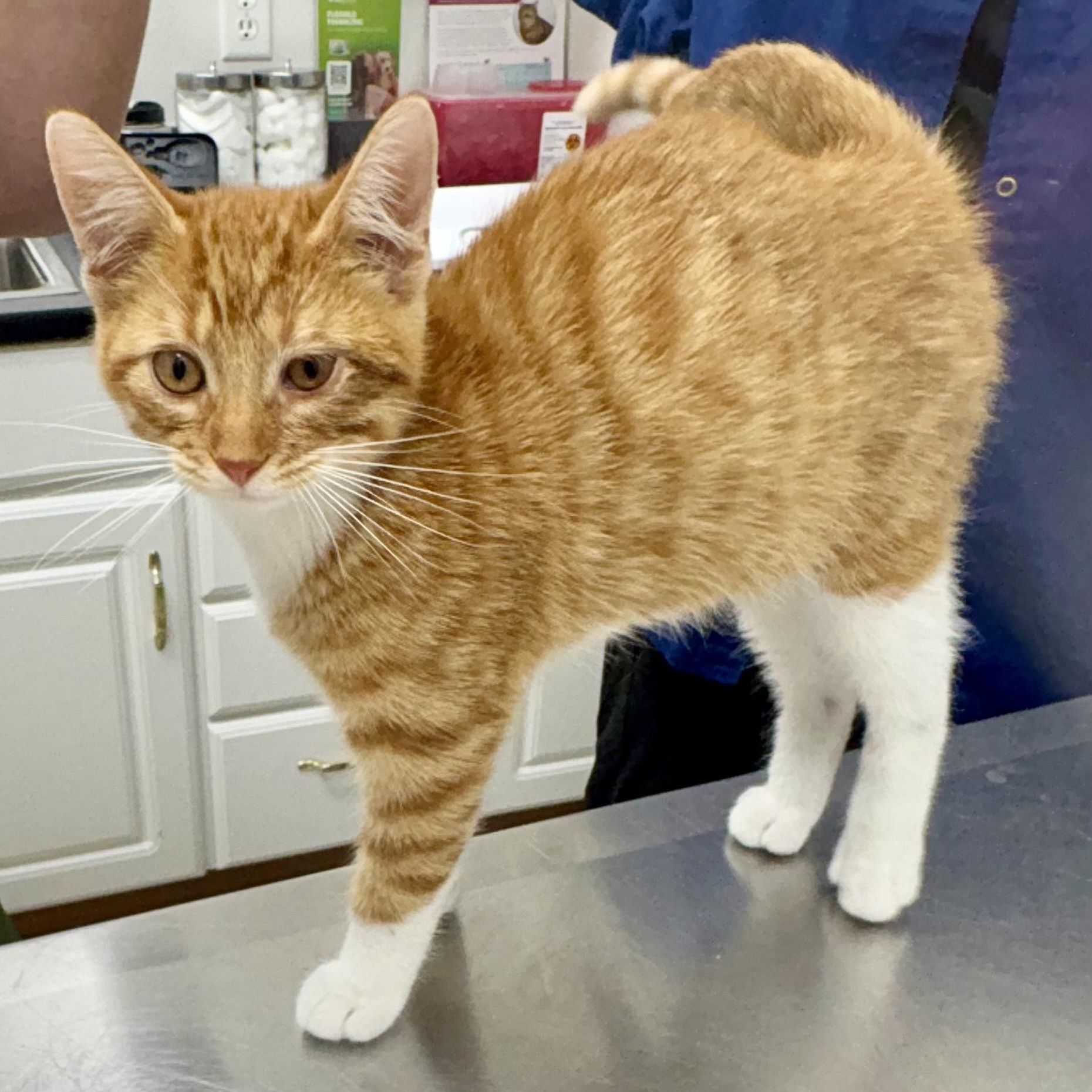 Enlarge Jerry, an adopted Domestic Short Hair in Charles City, IA image 4/5