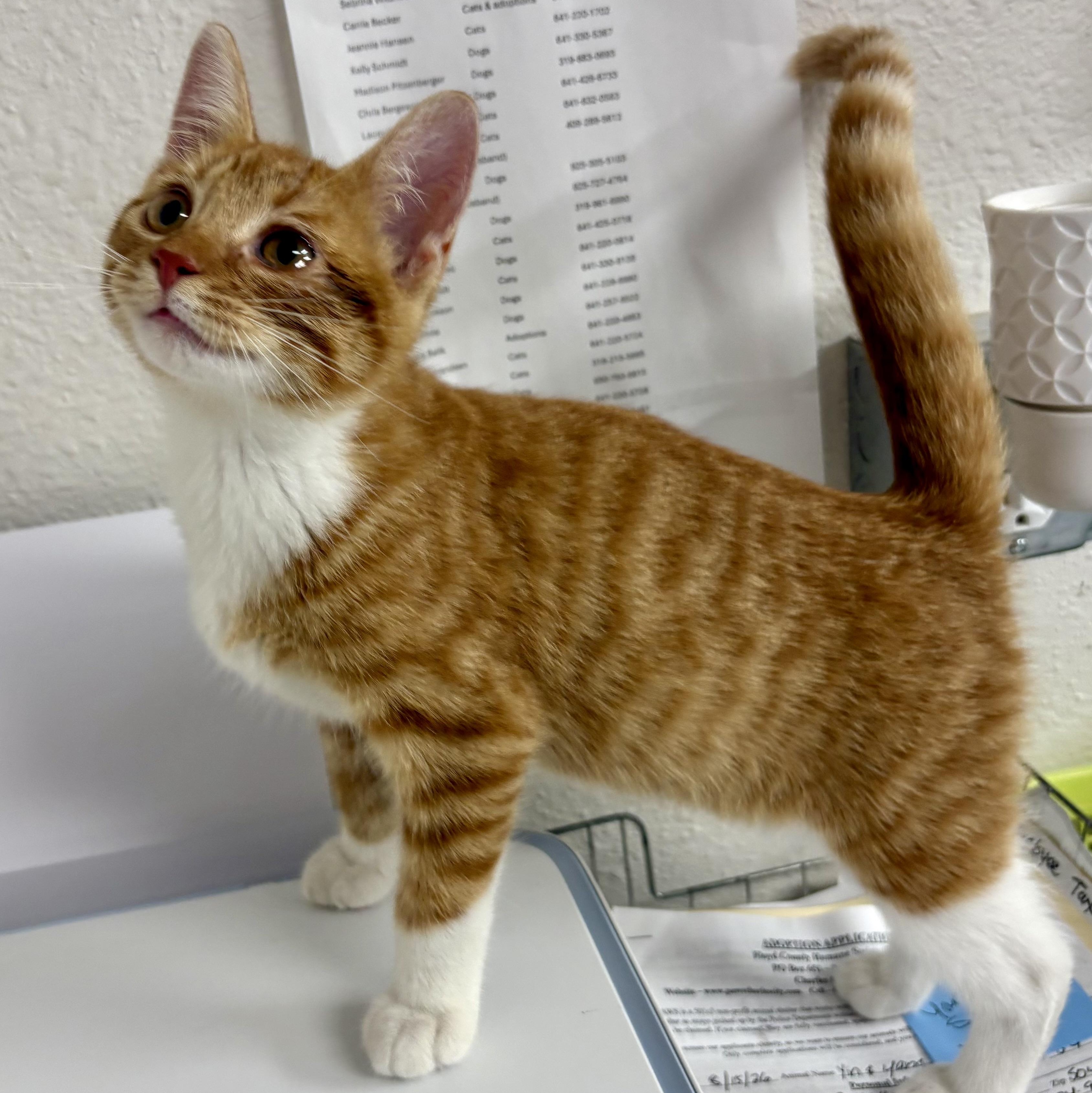 Jerry, adopted, Young Male Domestic Short Hair.