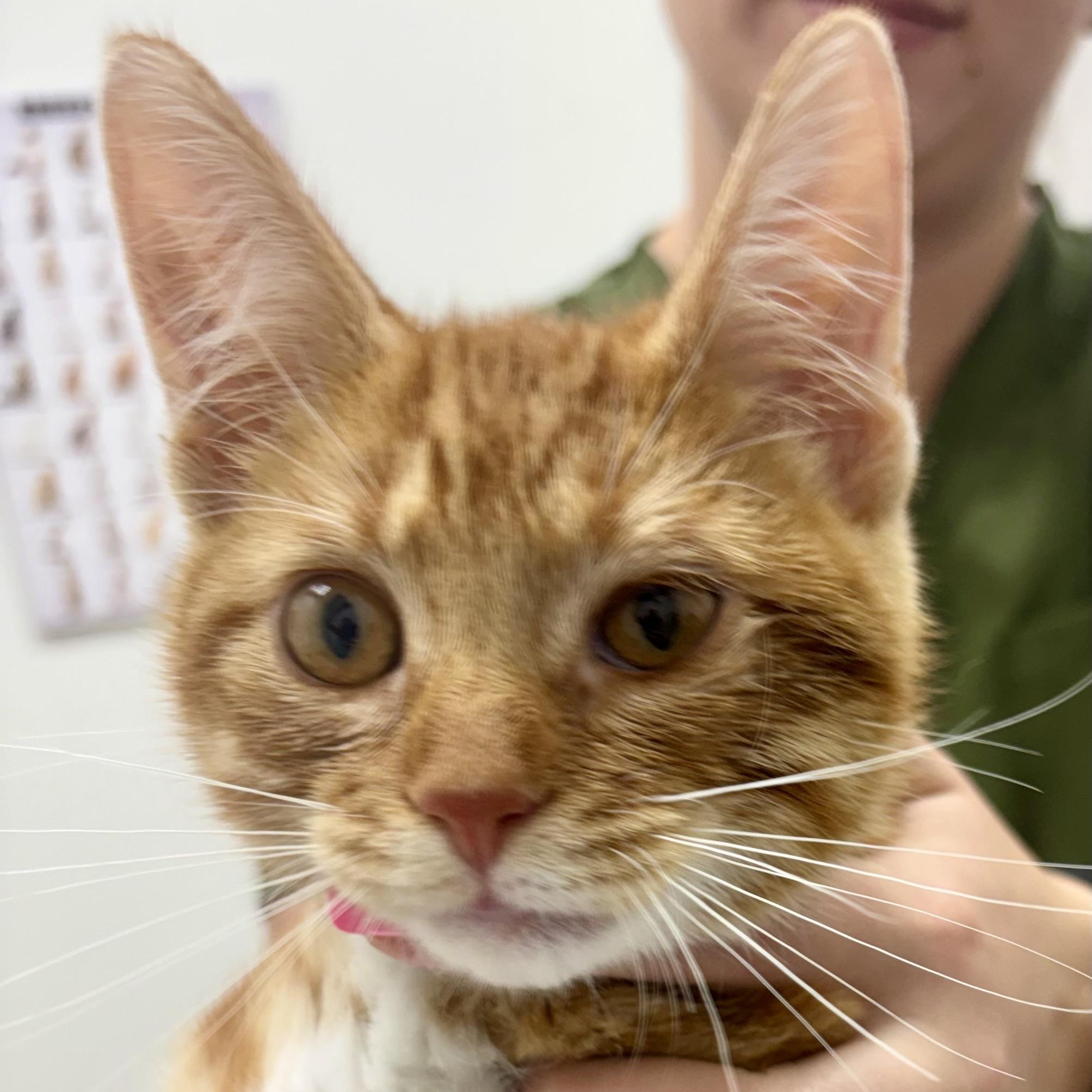 Enlarge Jerry, an adopted Domestic Short Hair in Charles City, IA image 3/5