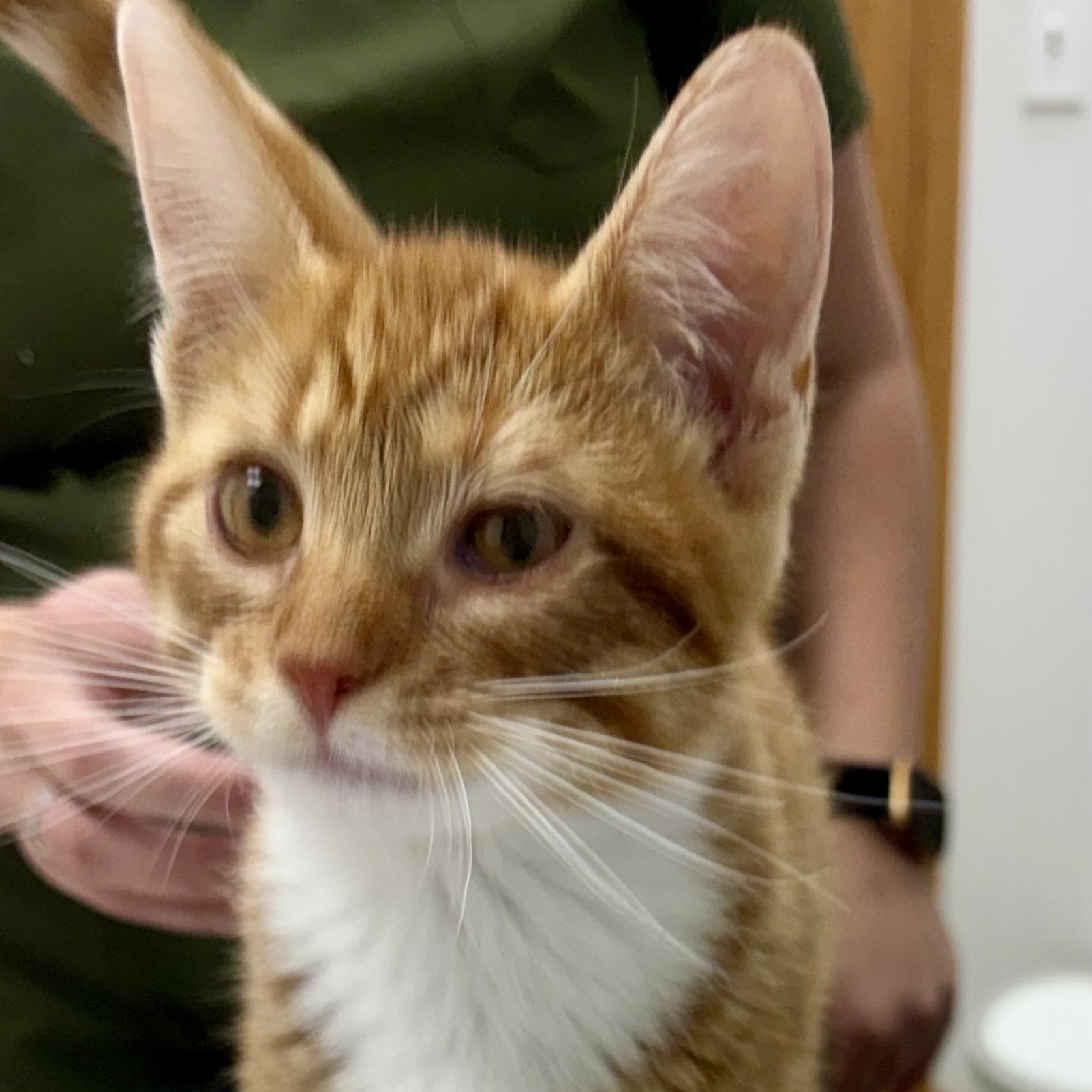 Enlarge Jerry, an adopted Domestic Short Hair in Charles City, IA image 5/5
