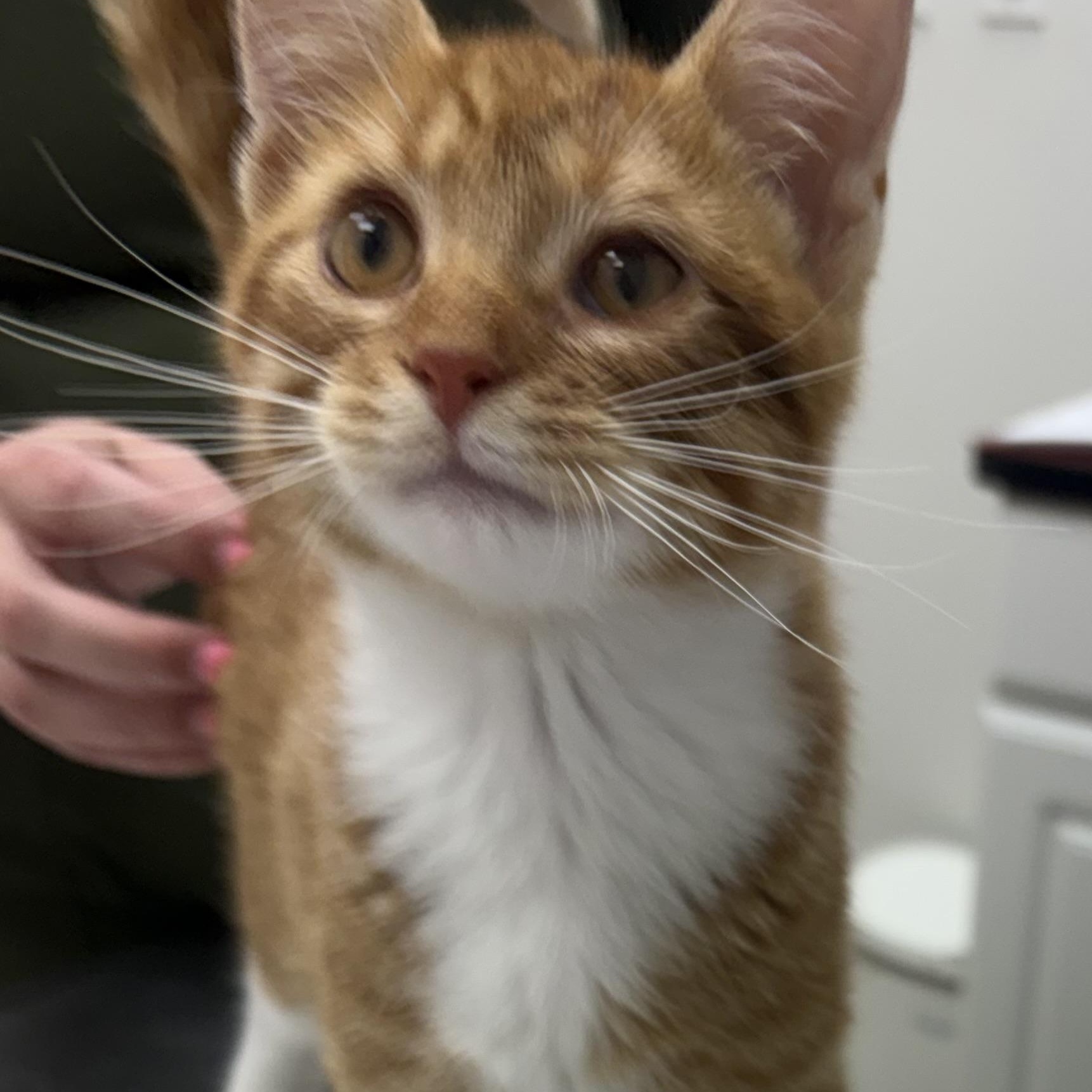 Enlarge Jerry, an adopted Domestic Short Hair in Charles City, IA image 2/5