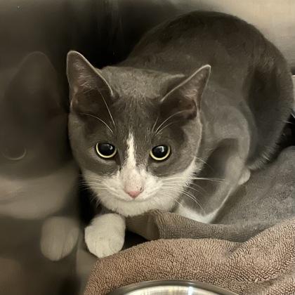 Lasagna, ADOPTABLE, Adult Female Domestic Short Hair.