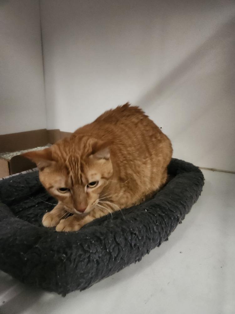 COOPER, Adoptable, Adult Male Domestic Short Hair & Tabby.