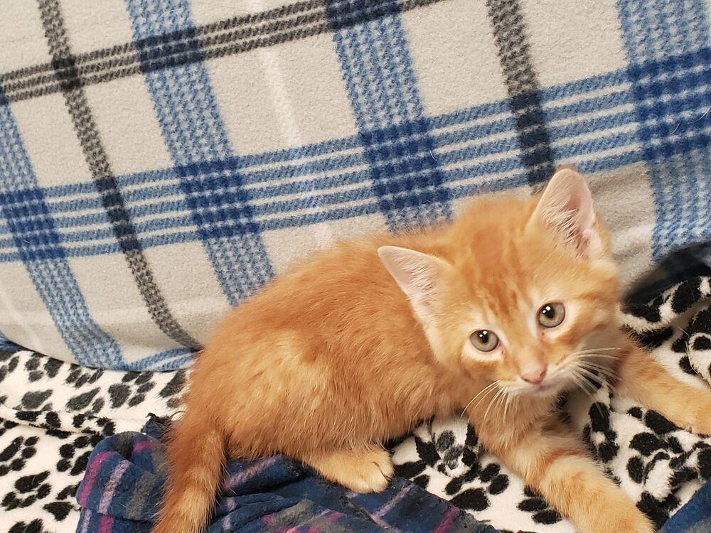 Enlarge COOPER, a Adoptable mixed breed in Lexington, TN image 2/6