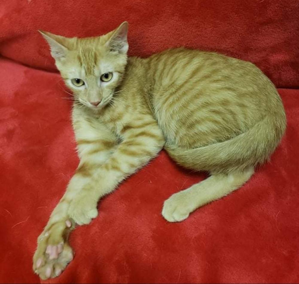 Enlarge COOPER, a Adoptable mixed breed in Lexington, TN image 6/6