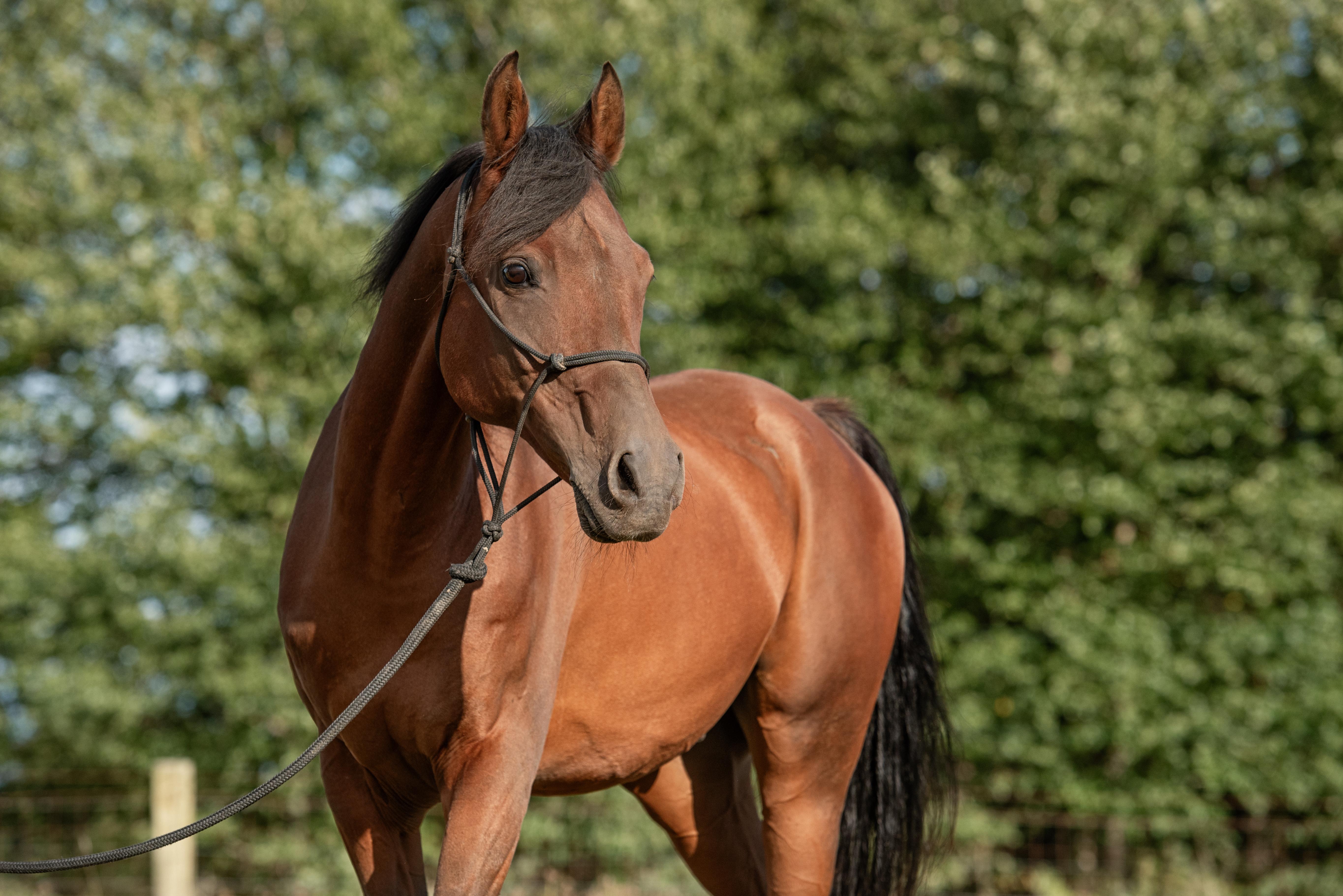 Enlarge Khalil, an adopted Arabian in Mount Vernon, WA image 1/2