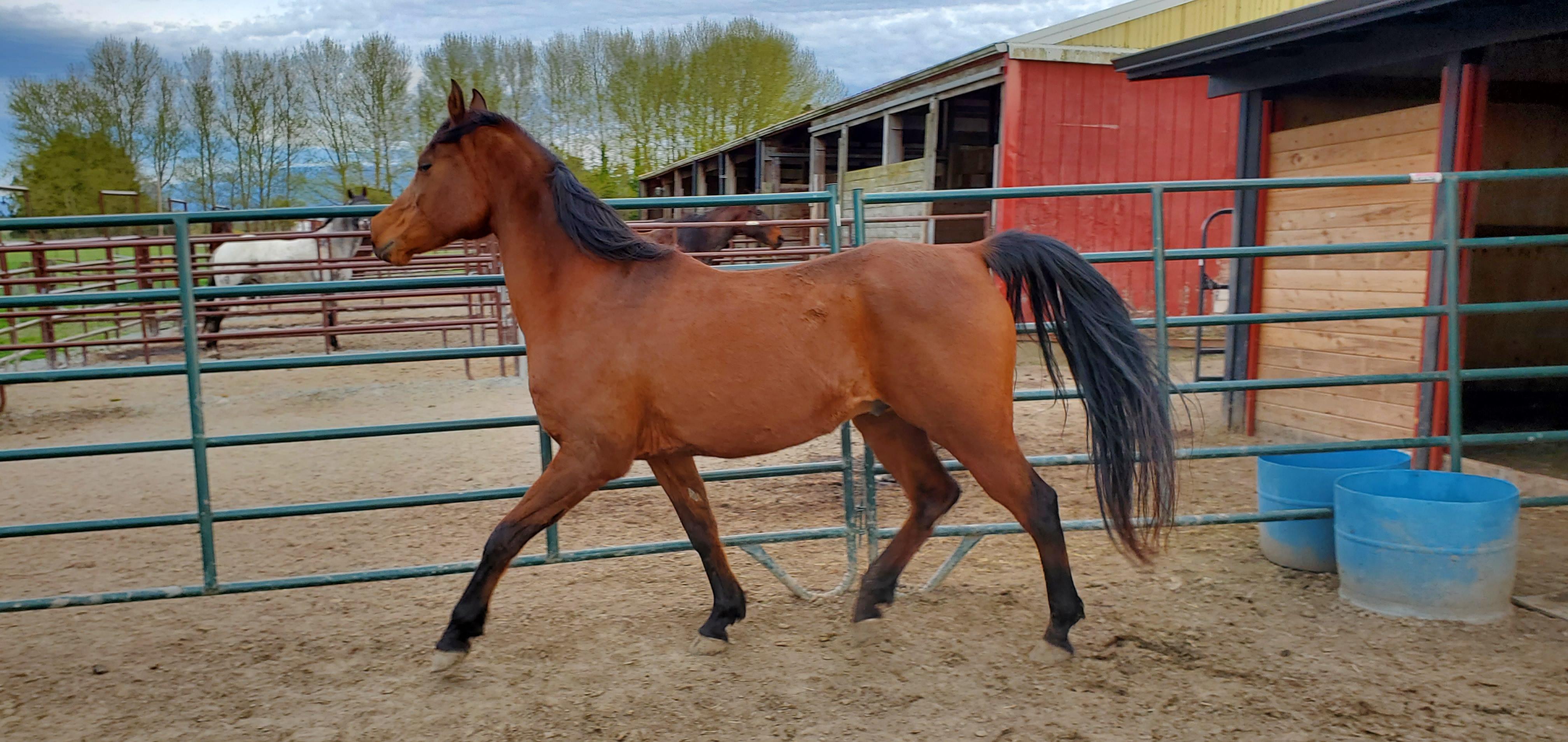Enlarge Khalil, an adopted Arabian in Mount Vernon, WA image 2/2