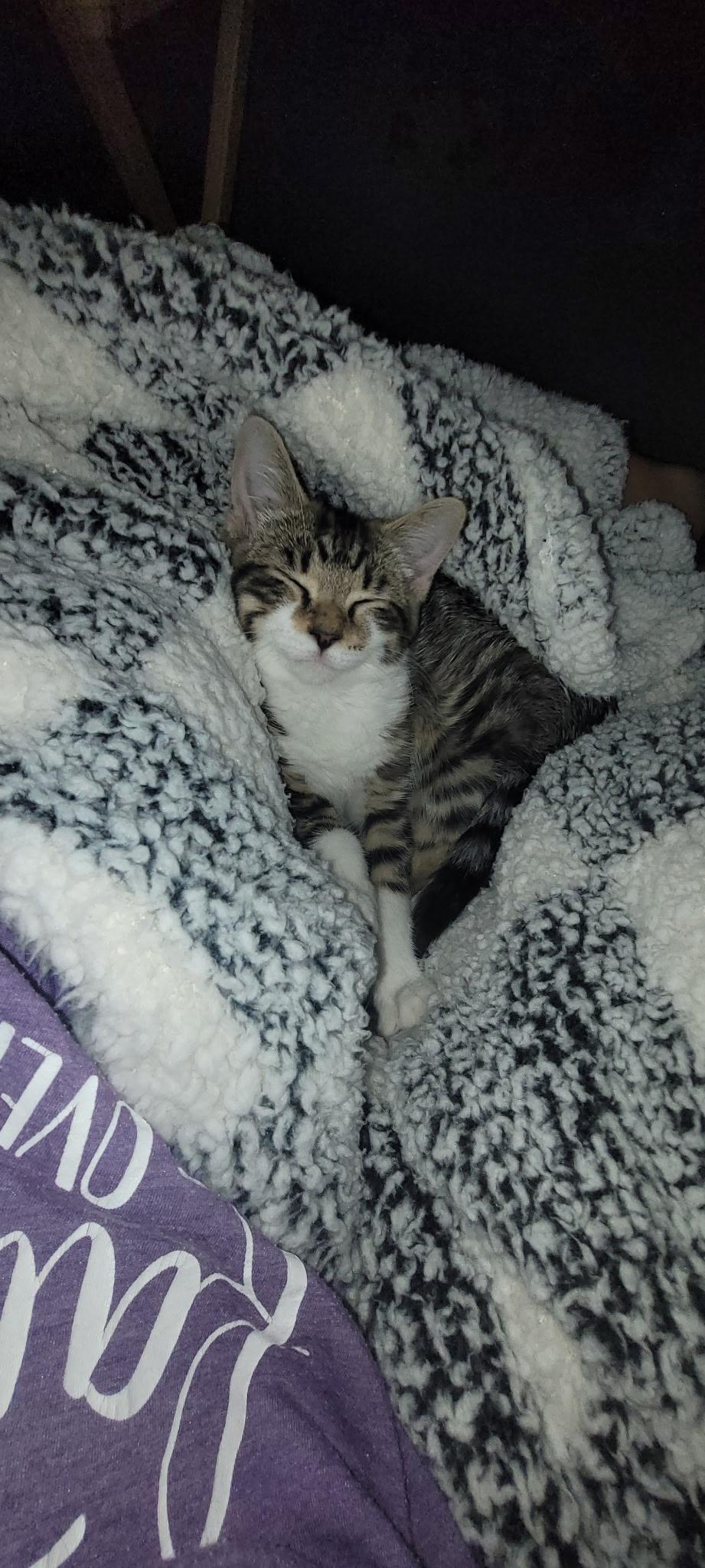 Enlarge Deral -Picture Purrfect, a Adoptable Tabby in Fountain Valley, CA image 2/6