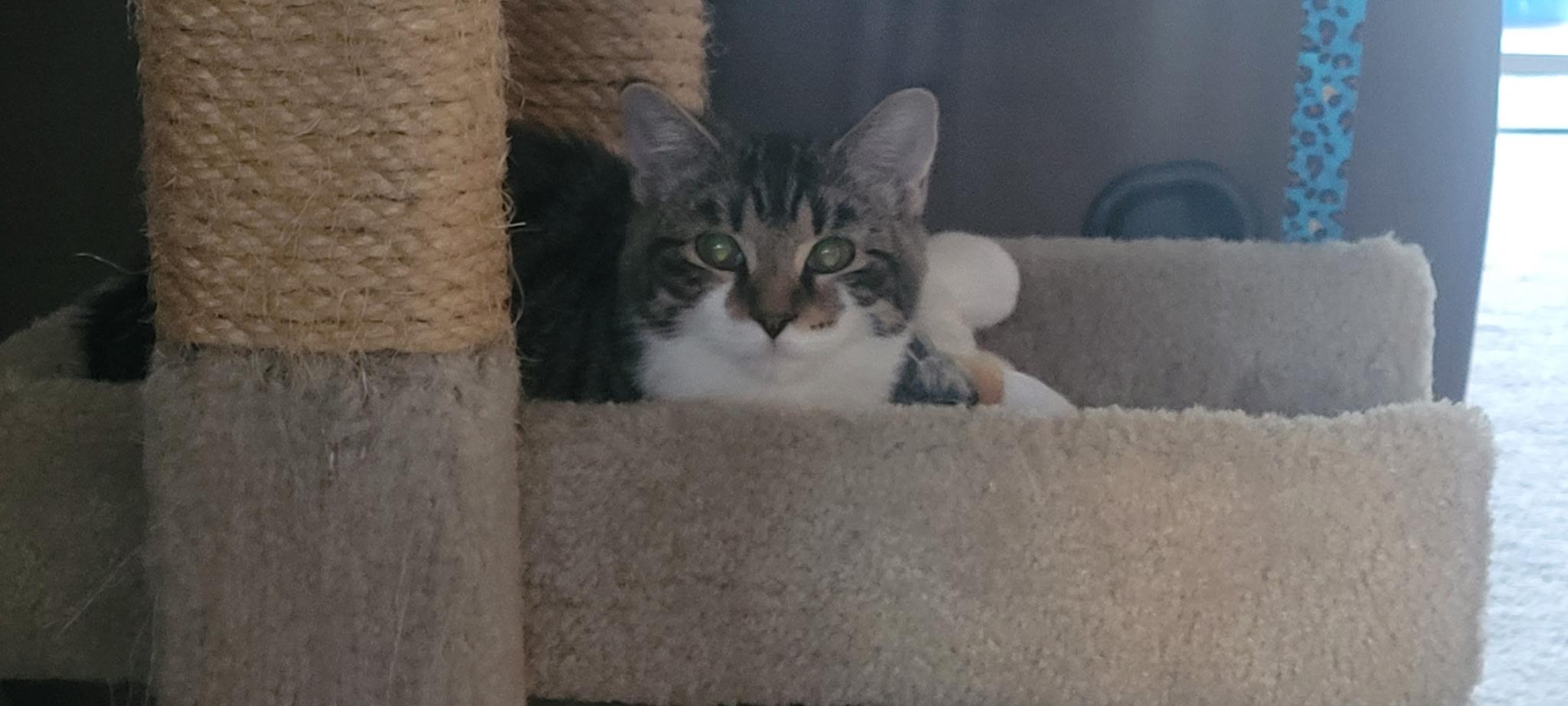 Enlarge Deral -Picture Purrfect, a Adoptable Tabby in Fountain Valley, CA image 4/6