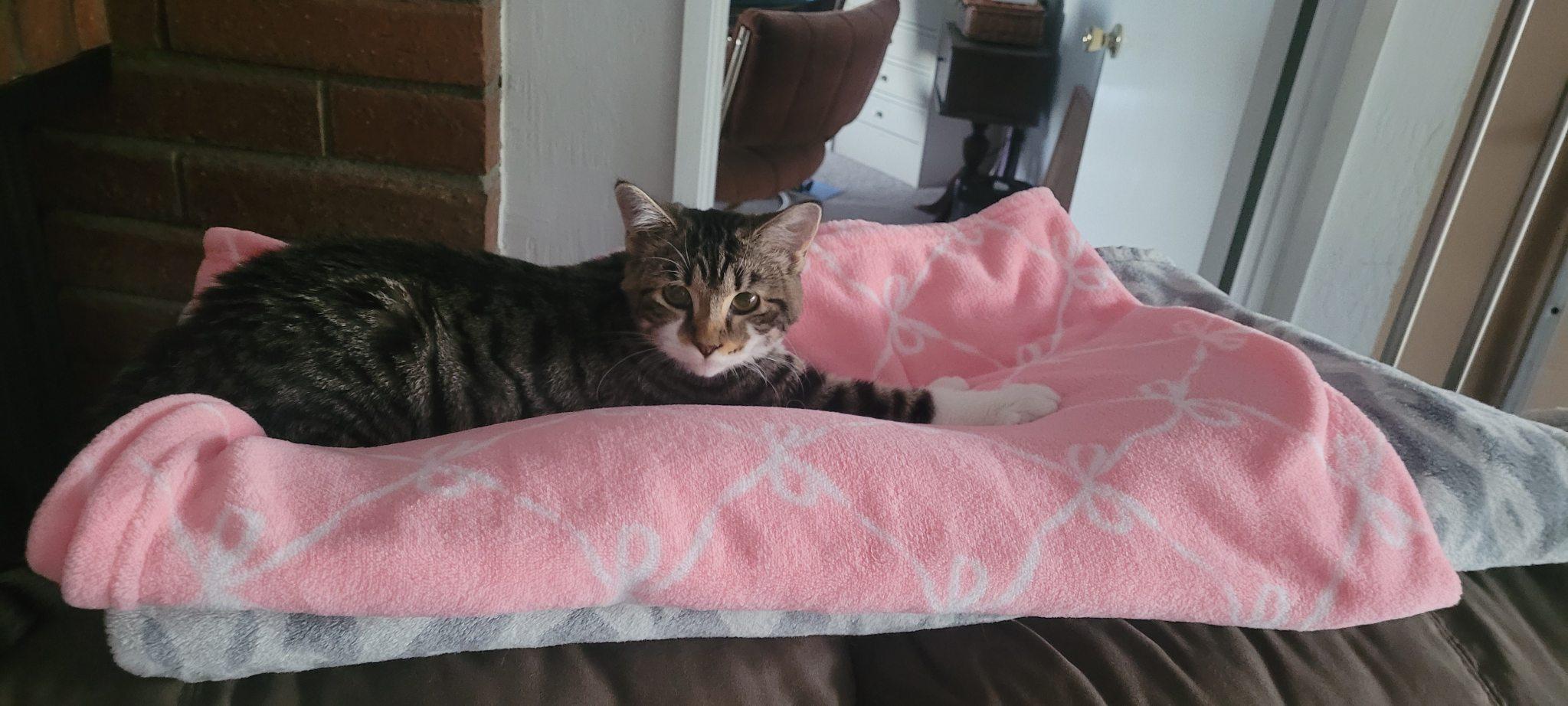 Enlarge Deral -Picture Purrfect, a Adoptable Tabby in Fountain Valley, CA image 5/6