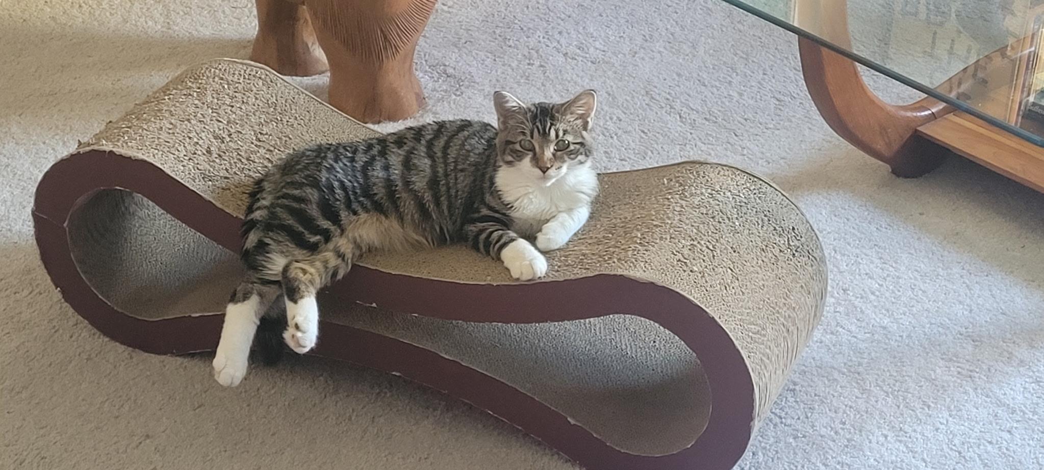 Enlarge Deral -Picture Purrfect, a Adoptable Tabby in Fountain Valley, CA image 3/6