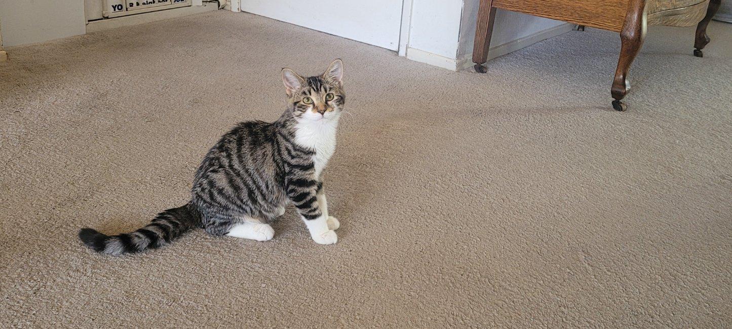 Enlarge Deral -Picture Purrfect, a Adoptable Tabby in Fountain Valley, CA image 6/6