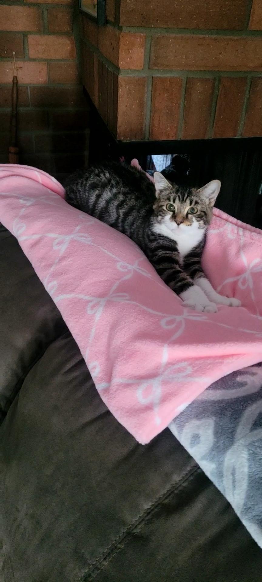 Deral -Picture Purrfect, Adoptable, Young Male Tabby.