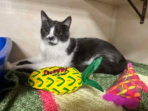 Enlarge Frankie, a ADOPTABLE Domestic Short Hair in East Lansing, MI image 4/4