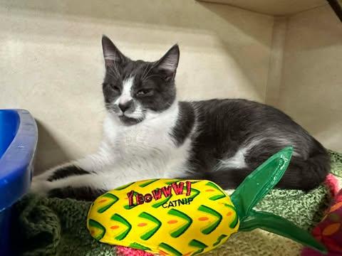 Enlarge Frankie, a ADOPTABLE Domestic Short Hair in East Lansing, MI image 3/4