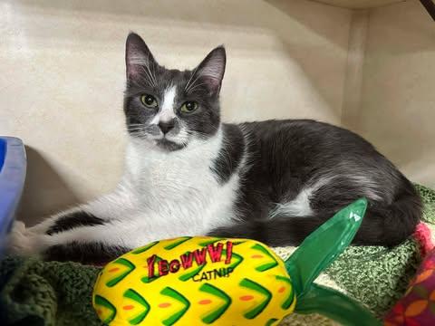 Enlarge Frankie, a ADOPTABLE Domestic Short Hair in East Lansing, MI image 2/4