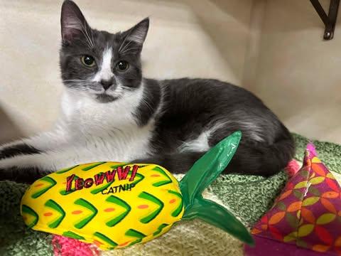 Frankie, ADOPTABLE, Kitten Female Domestic Short Hair.