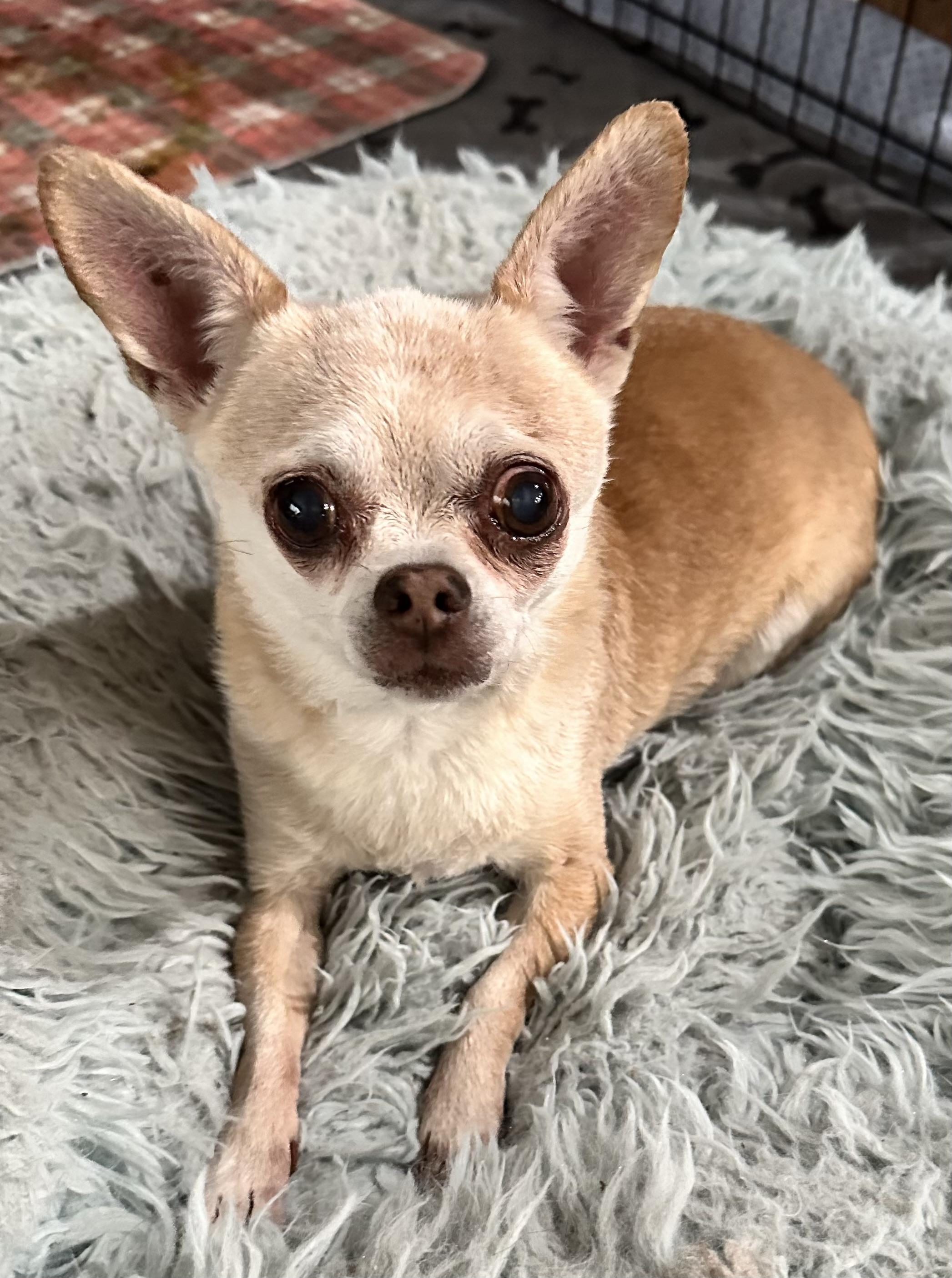 Twinkie, a Adoptable mixed breed in Windsor, CO image 2/3