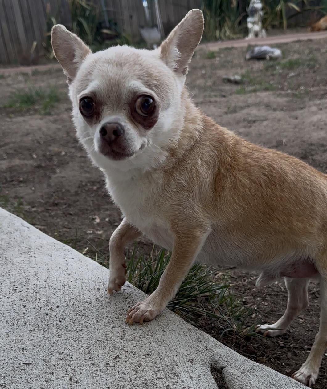 Twinkie, a Adoptable mixed breed in Windsor, CO image 3/3