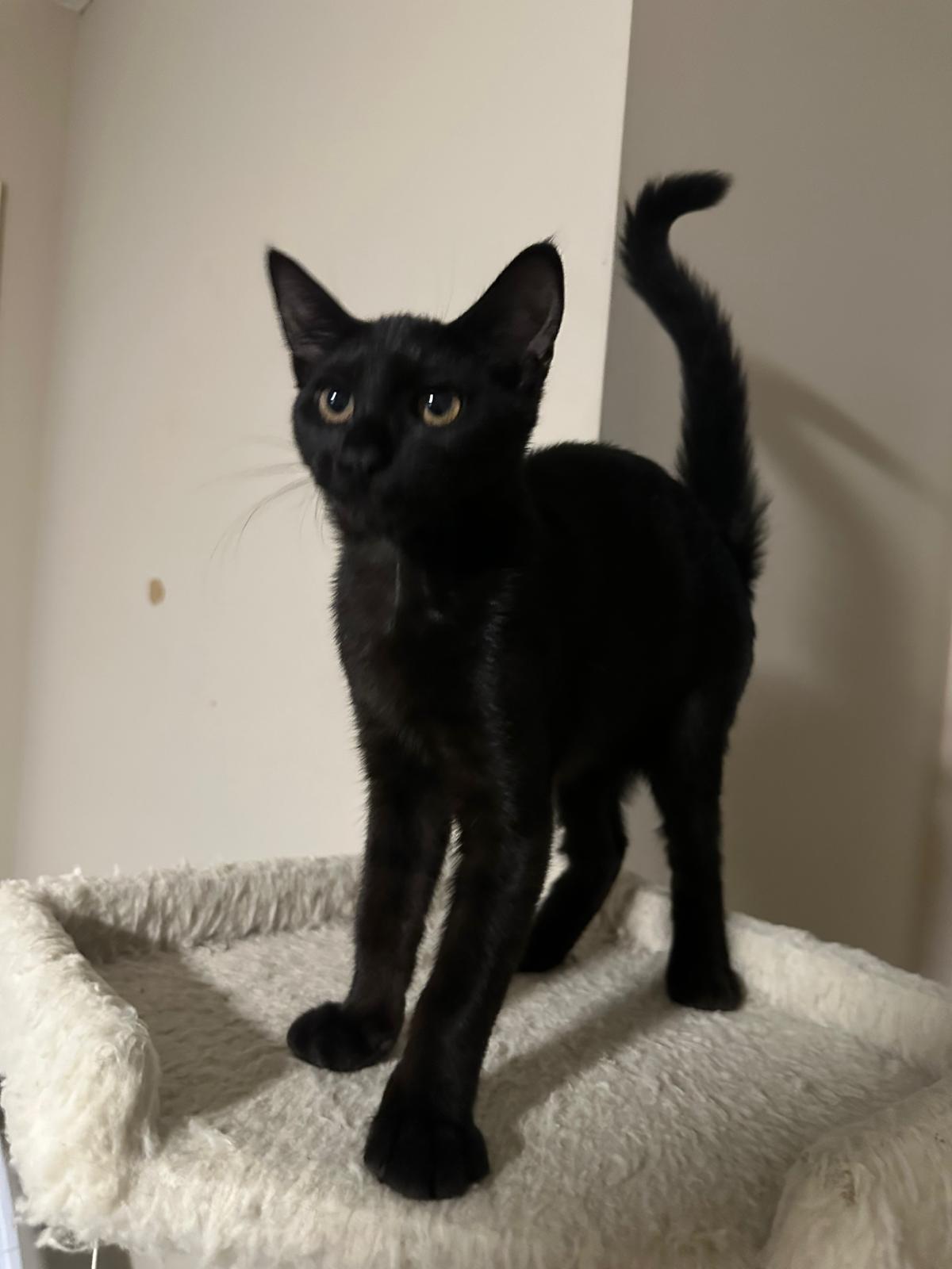 Vienna, a ADOPTABLE Domestic Short Hair in Lawrenceville, GA image 2/5