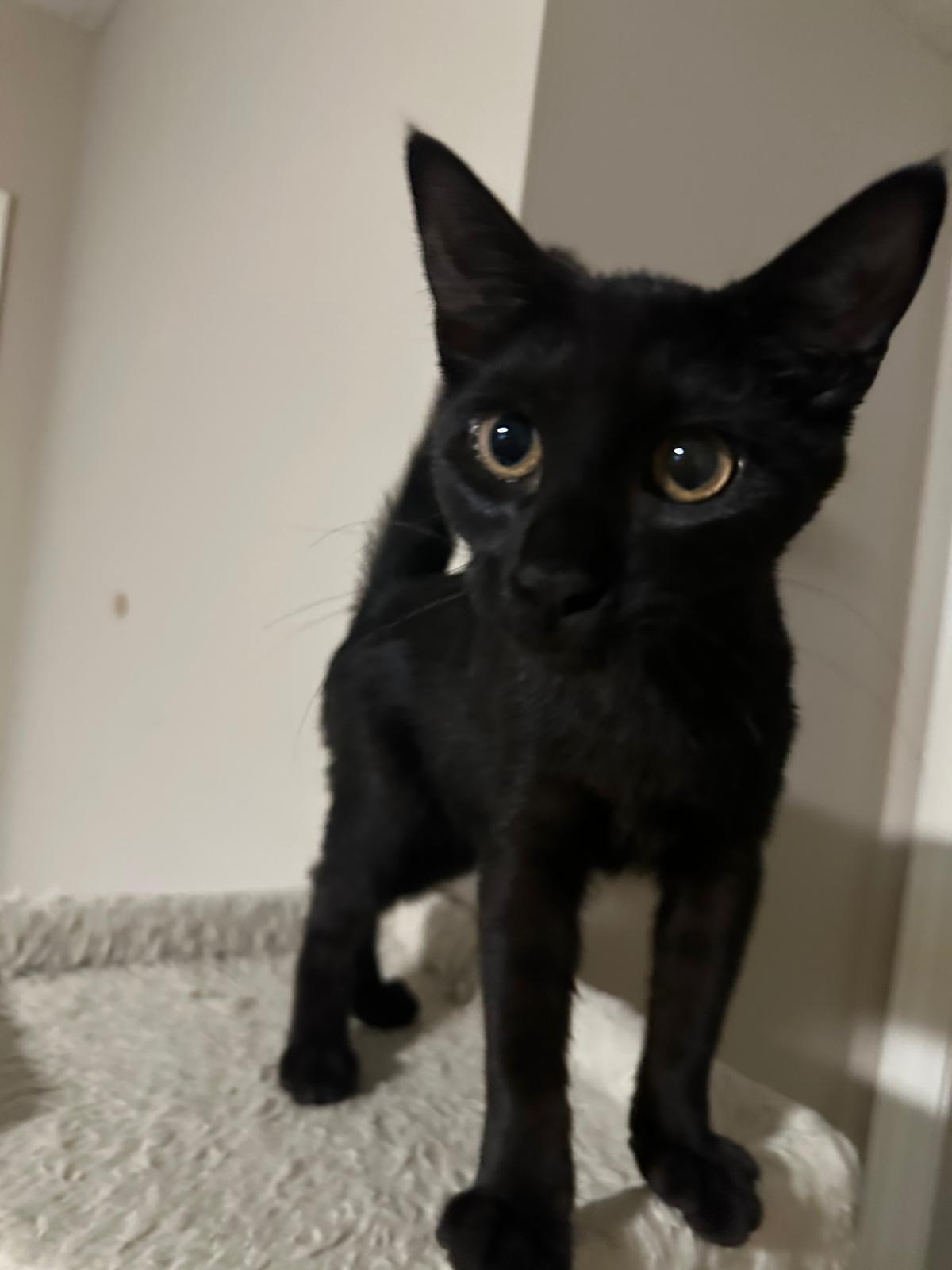 Vienna, a ADOPTABLE Domestic Short Hair in Lawrenceville, GA image 3/5