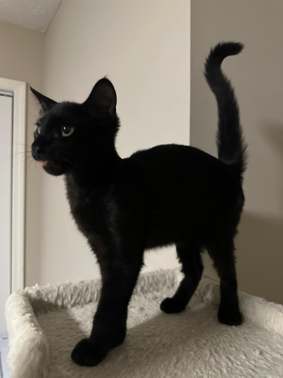 Vienna, a ADOPTABLE Domestic Short Hair in Lawrenceville, GA image 5/5