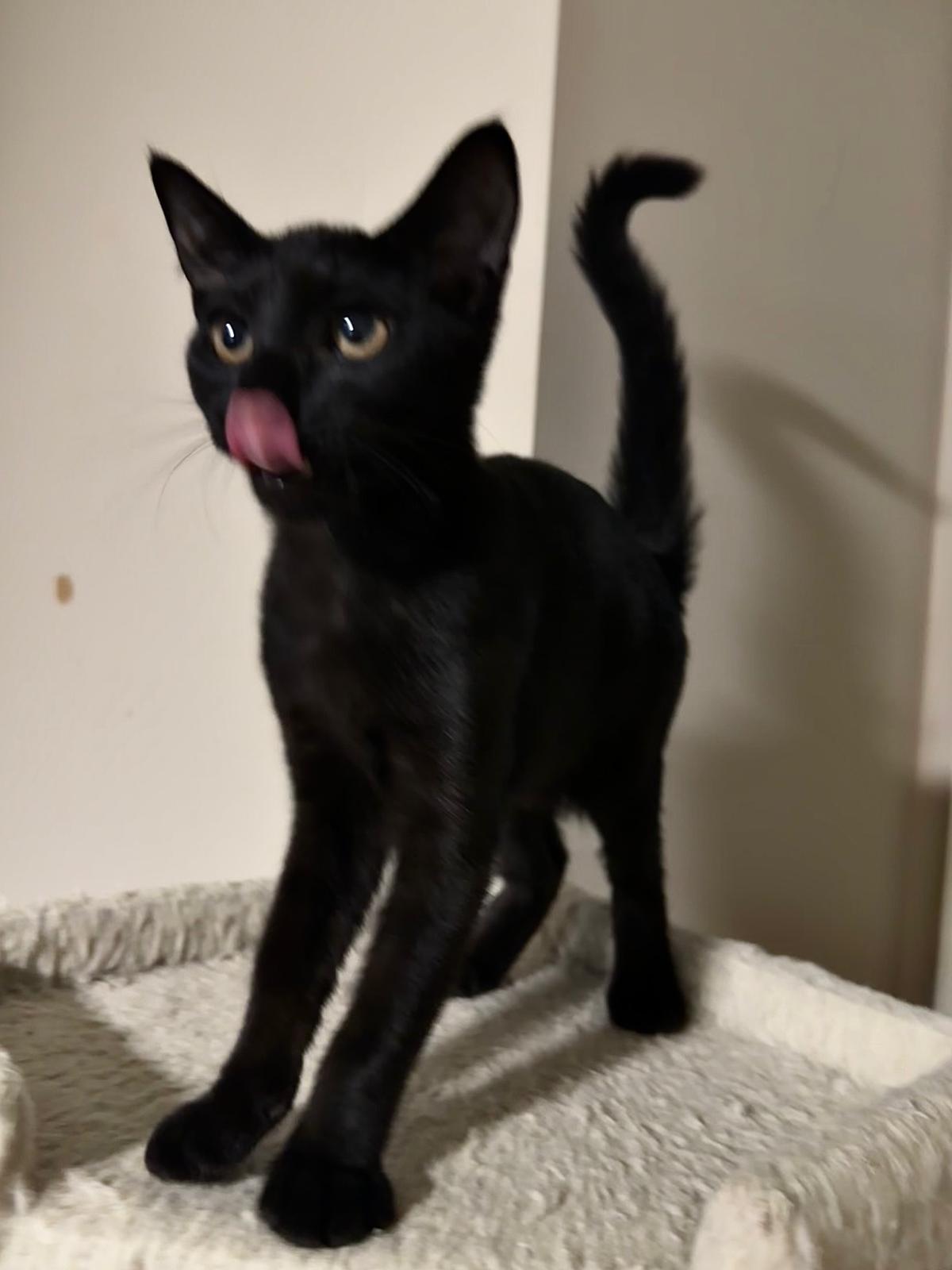 Vienna, a ADOPTABLE Domestic Short Hair in Lawrenceville, GA image 4/5