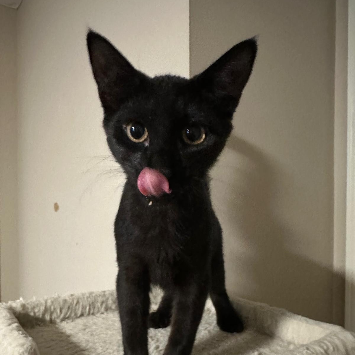 Vienna, ADOPTABLE, Kitten Female Domestic Short Hair.