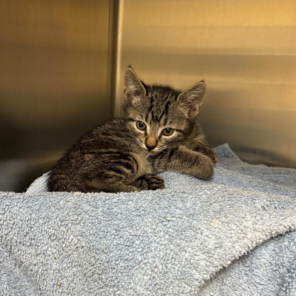 Theodore, Adoptable, Kitten Male Domestic Short Hair.