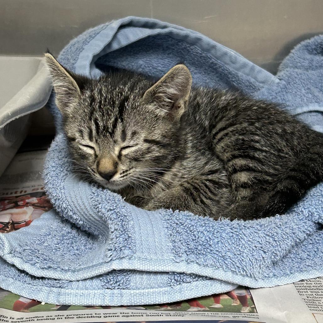 Enlarge Theodore, a Adoptable Domestic Short Hair in Roxboro, NC image 2/2