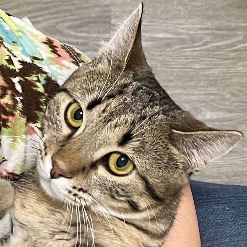 Canyon, Adoptable, Young Female Domestic Short Hair.