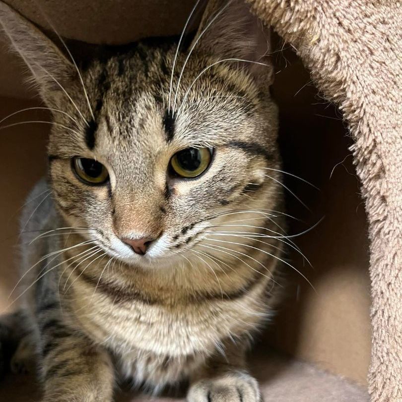 Canyon, a Adoptable Domestic Short Hair in Kankakee, IL image 2/5