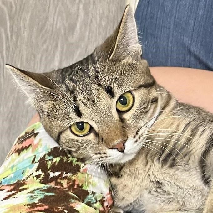 Canyon, a Adoptable Domestic Short Hair in Kankakee, IL image 3/5