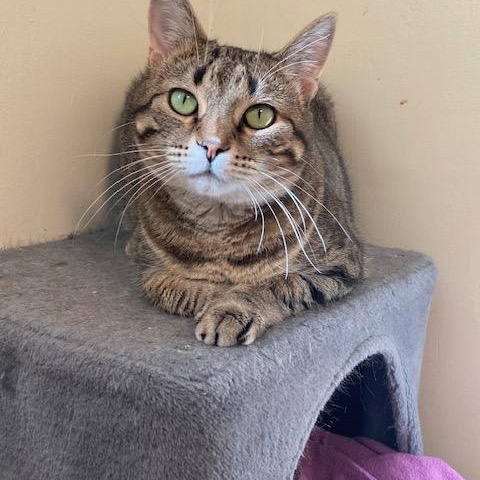 Canyon, Adoptable, Young Female Domestic Short Hair.
