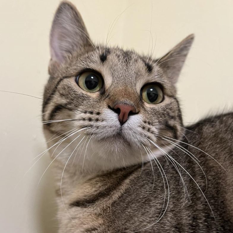 Canyon, a Adoptable Domestic Short Hair in Kankakee, IL image 4/5